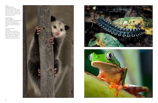 Sample content 2_Forest Animals