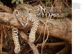 Sample content 3_Forest Animals