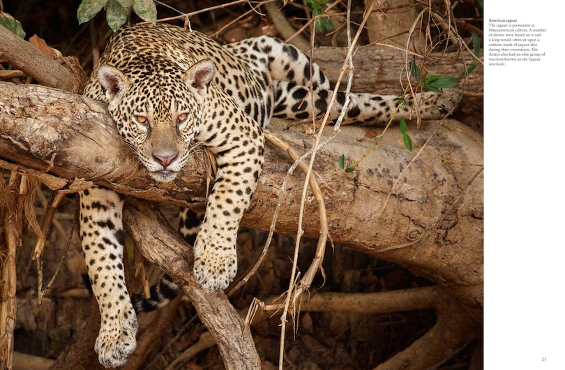 Sample content 3_Forest Animals