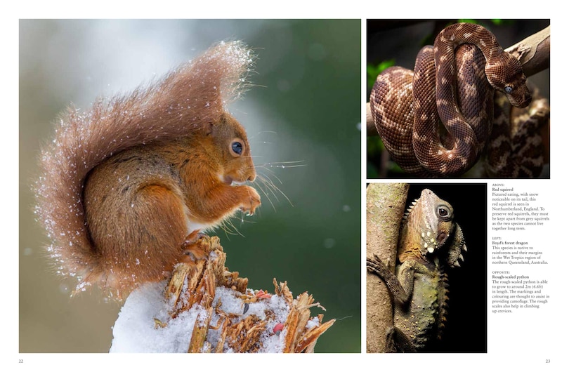 Sample content 4_Forest Animals