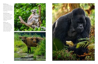 Sample content 5_Forest Animals
