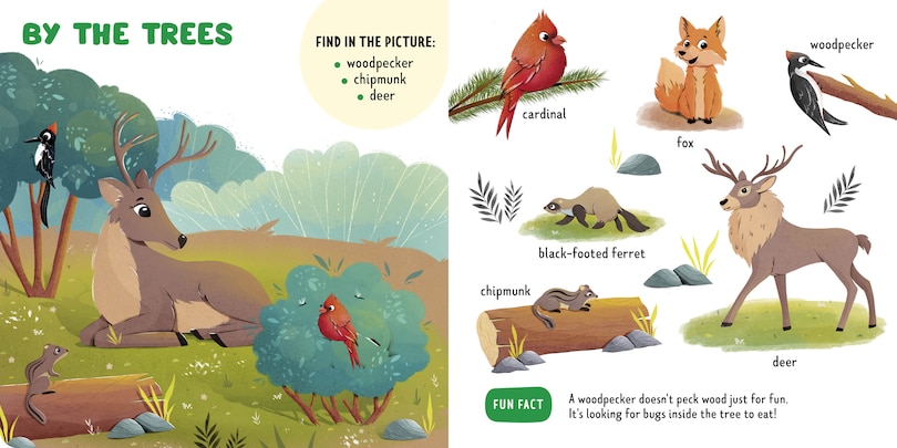 Sample content 3_Forest Animals
