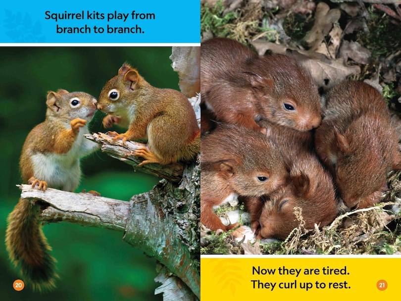 Aperçu du contenu_Forest Babies (National Geographic Kids Readers, Pre-Reader)