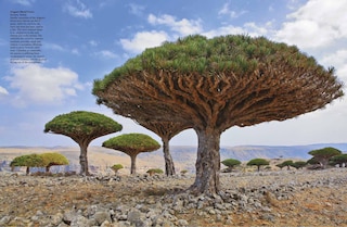 Aper&ccedil;u du contenu 2_Forests