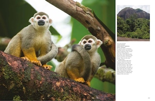 Aper&ccedil;u du contenu 3_Forests