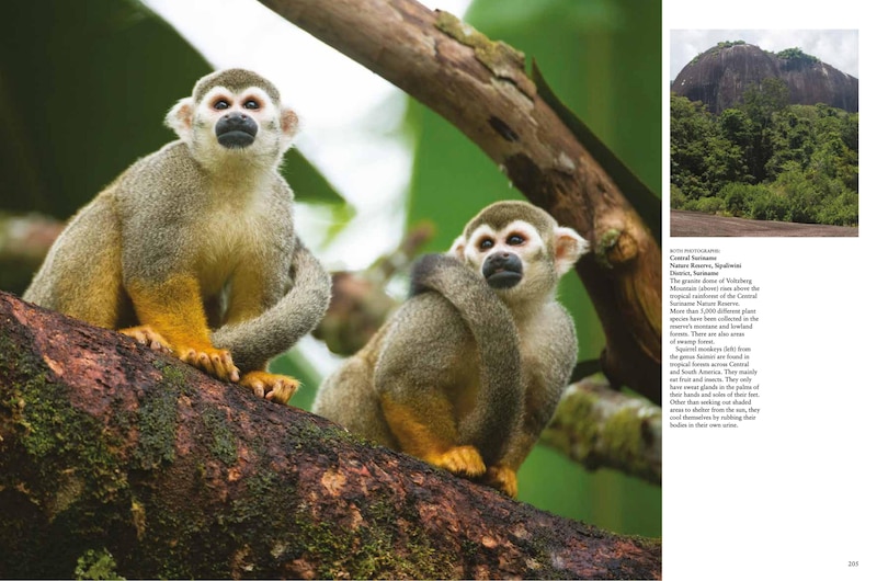 Aper&ccedil;u du contenu 3_Forests