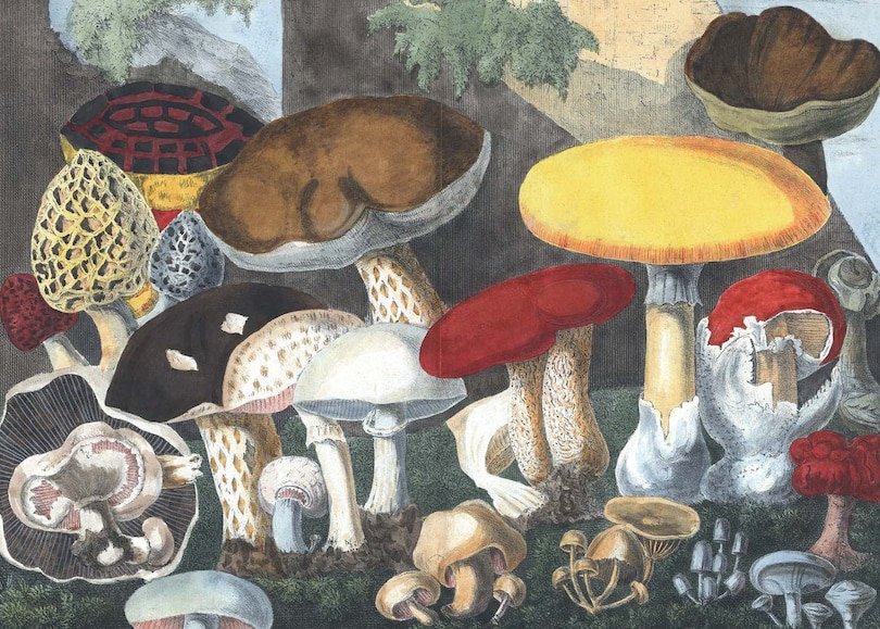 Sample content 3_Fungi Decoded