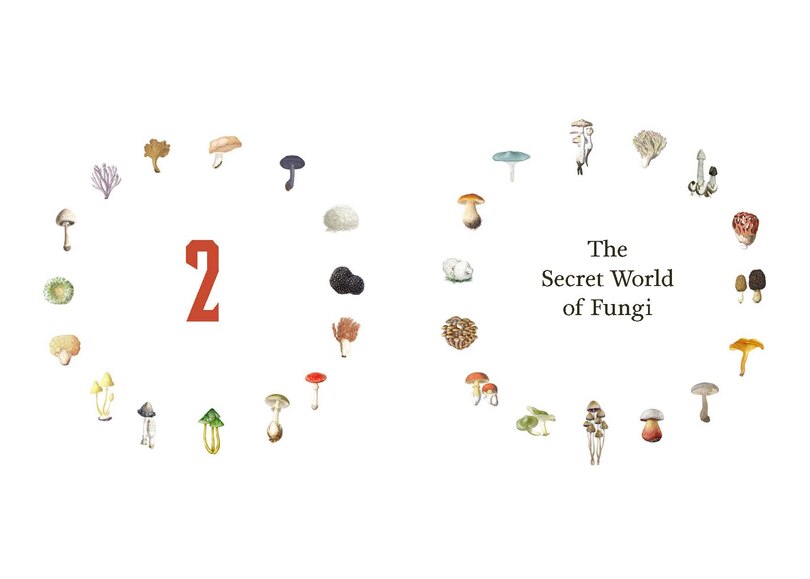Sample content 4_Fungi Decoded