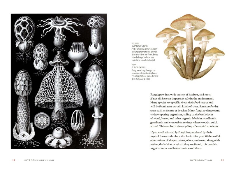 Sample content 5_Fungi Decoded