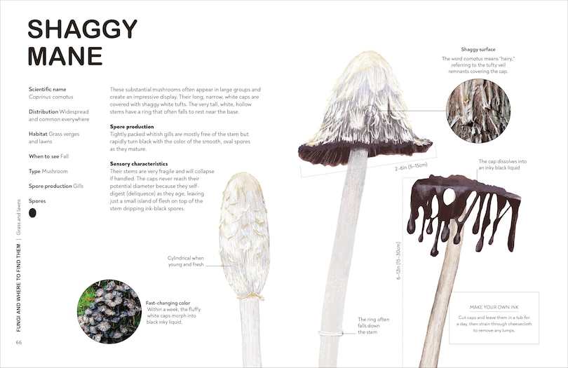 Sample content 3_Fungi for Gardeners