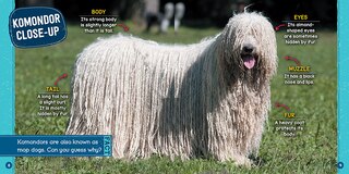 Sample content_Furriest Animals (Wild World: Top 10)