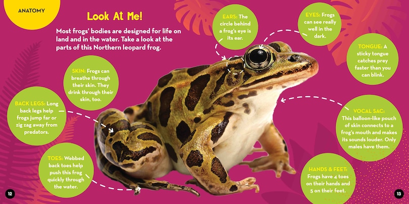 Sample content 2_Go Wild! Frogs