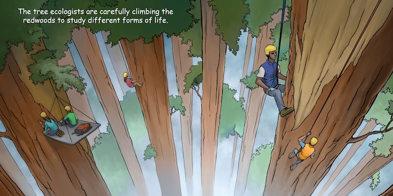 Aperçu du contenu 3_Good Night Redwoods