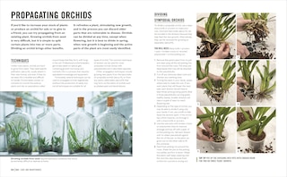 Sample content 4_Grow Orchids