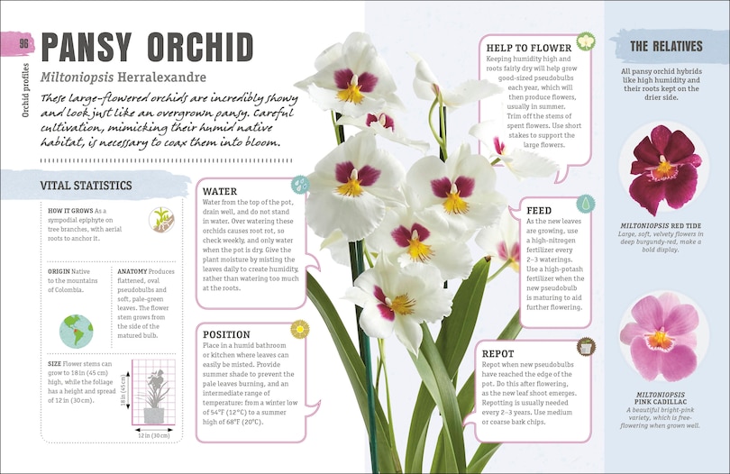 Sample content 2_Happy Orchid