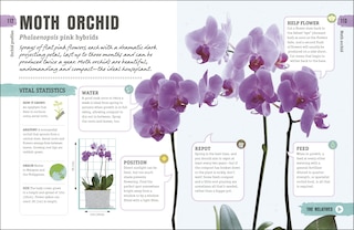 Sample content 4_Happy Orchid