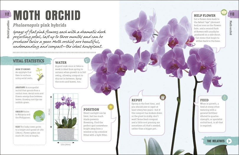 Sample content 4_Happy Orchid