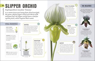 Sample content 5_Happy Orchid