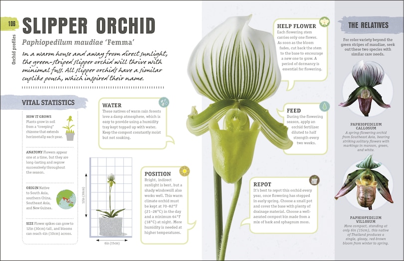 Sample content 5_Happy Orchid