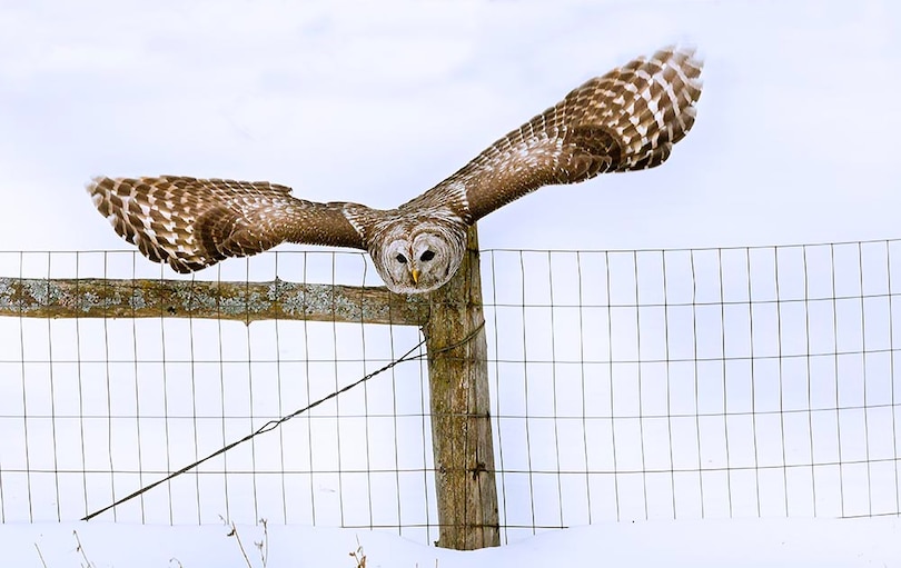 Sample content_Hastings