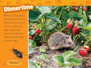 Aperçu du contenu_Hedgehogs (National Geographic Kids Readers, Level 1)