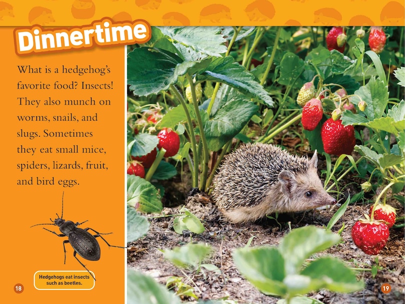 Aperçu du contenu_Hedgehogs (National Geographic Kids Readers, Level 1)