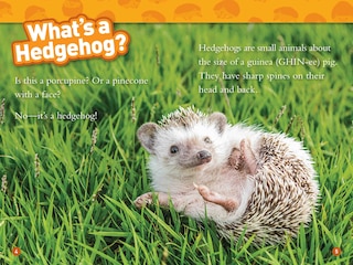 Aperçu du contenu 2_Hedgehogs (National Geographic Kids Readers, Level 1)