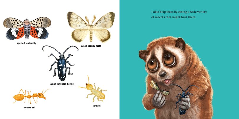 Sample content 4_Hello, I'm a Loris (Meet the Wild Things, Book 6)