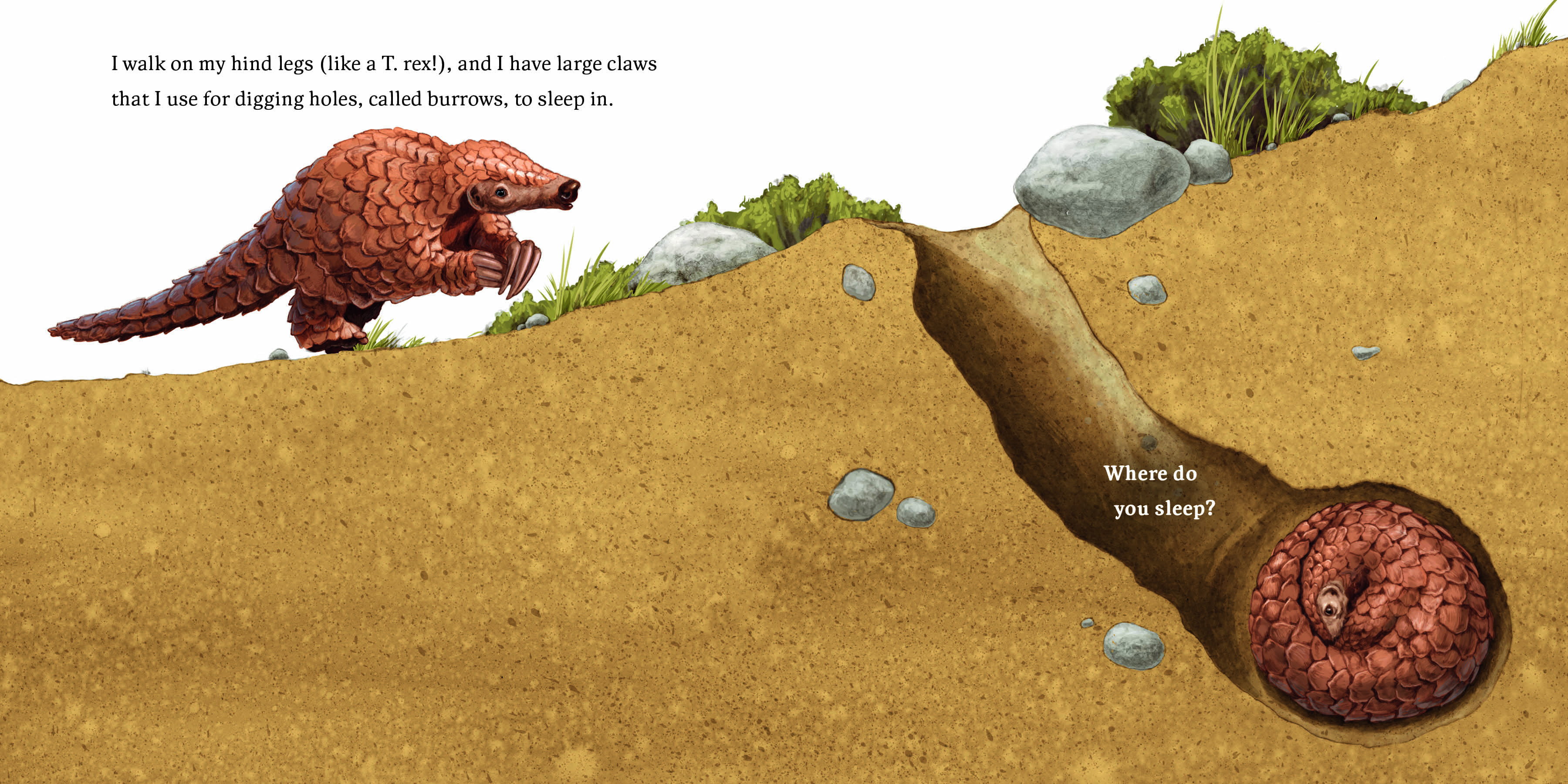Aper&ccedil;u du contenu 5_Hello, I'm a Pangolin (Meet the Wild Things, Book 2)