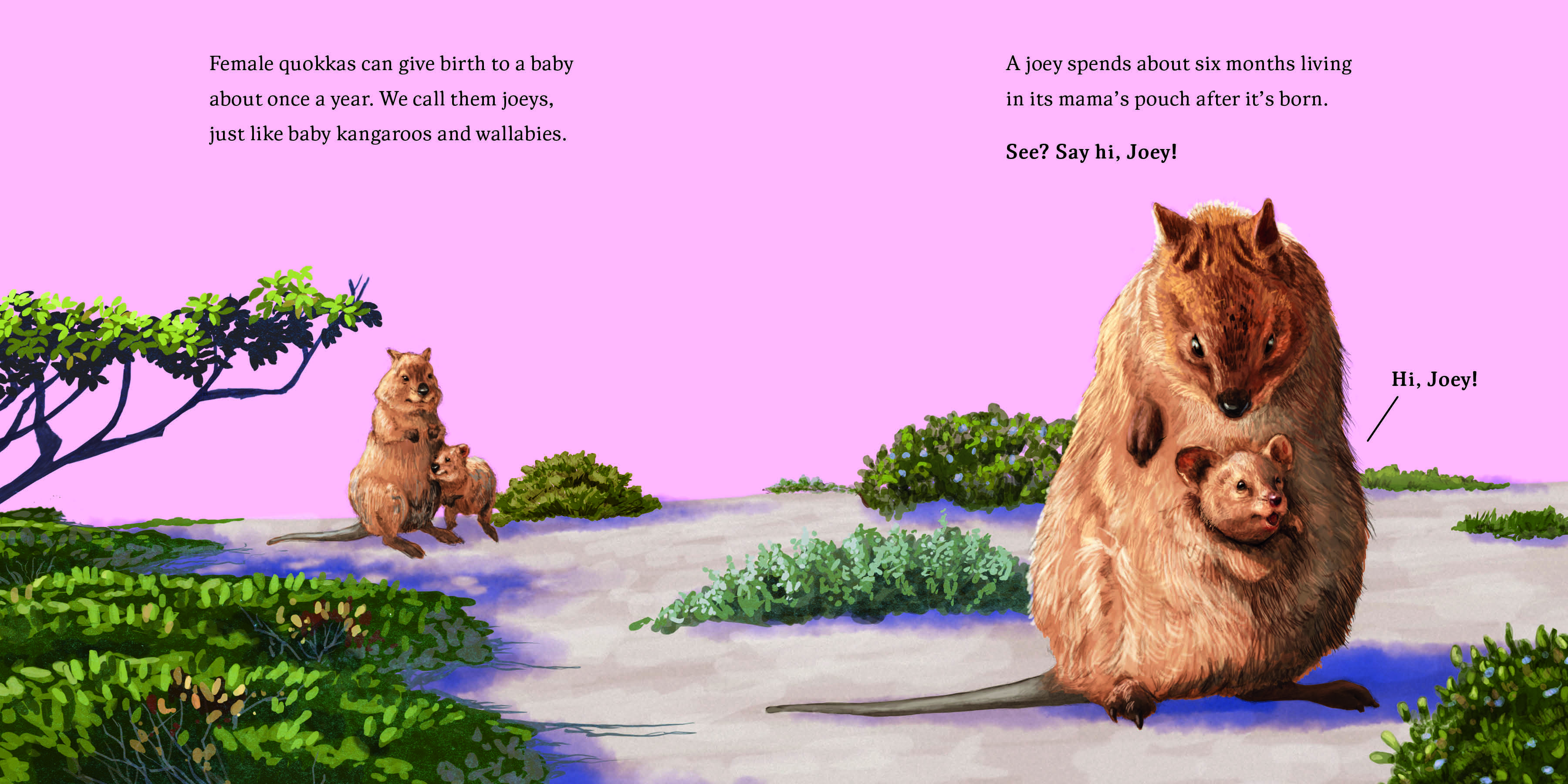 Aper&ccedil;u du contenu 2_Hello, I'm a Quokka (Meet the Wild Things, Book 3)