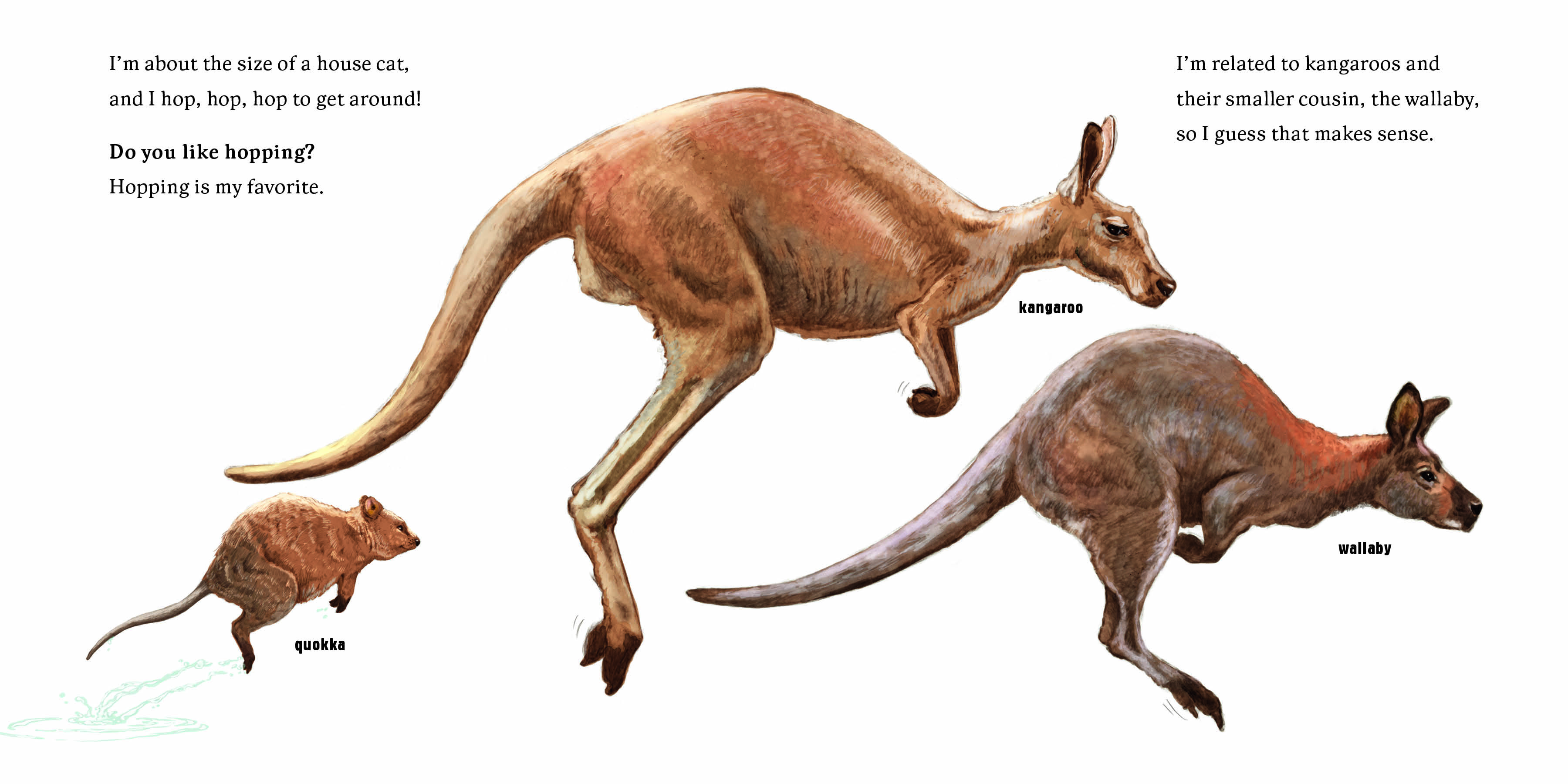 Aper&ccedil;u du contenu 3_Hello, I'm a Quokka (Meet the Wild Things, Book 3)