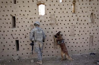 Sample content 2_Hero Dogs