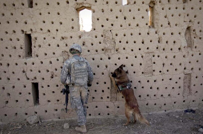 Sample content 2_Hero Dogs