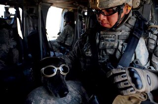 Sample content 3_Hero Dogs