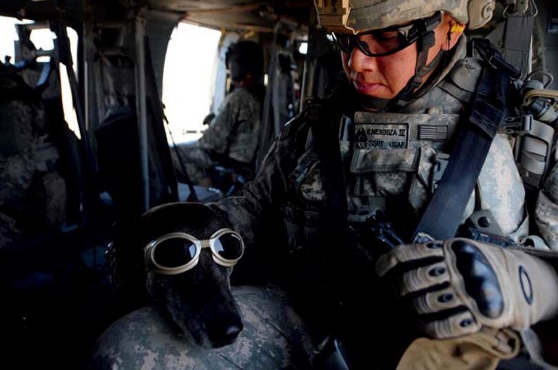 Sample content 3_Hero Dogs