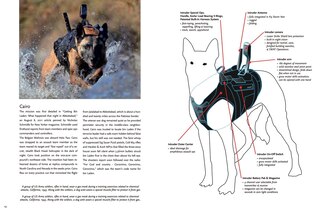 Sample content 4_Hero Dogs