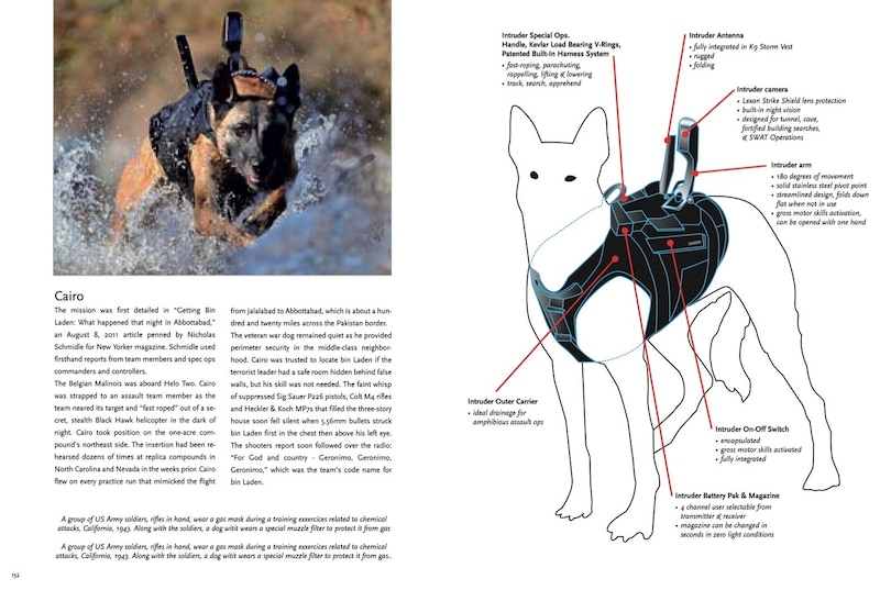 Sample content 4_Hero Dogs