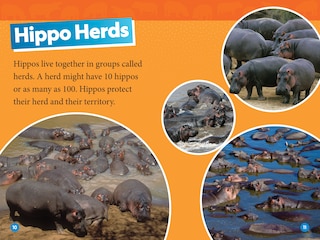 Aperçu du contenu 2_Hippos (National Geographic Kids Readers, Level 1)