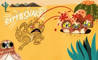 Aperçu du contenu 4_Horned Toad Has a Superpower