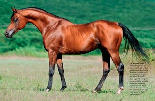 Aperçu du contenu_Horses