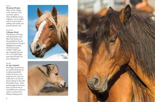 Aperçu du contenu 3_Horses