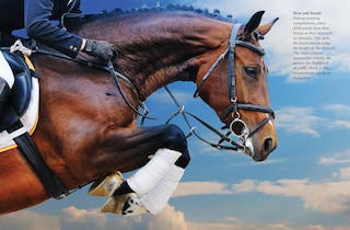 Aperçu du contenu 5_Horses