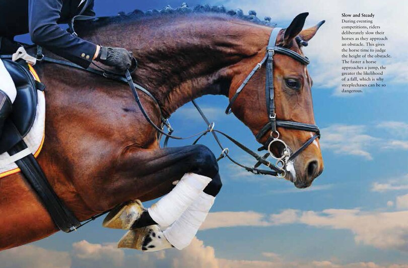 Aperçu du contenu 5_Horses