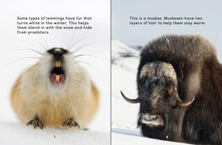 Aperçu du contenu 3_How Animals Survive In The Cold