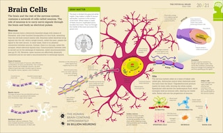 Sample content 2_How The Brain Works