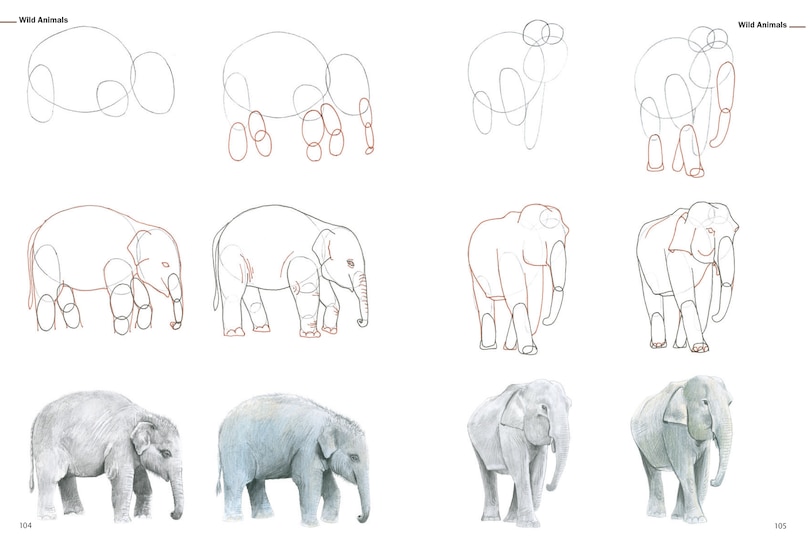 Sample content 2_How to Draw Animals in Simple Steps