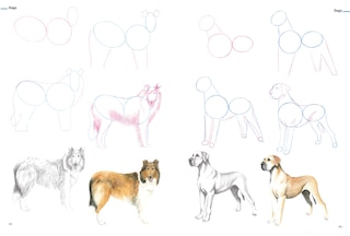 Sample content 4_How to Draw Animals in Simple Steps