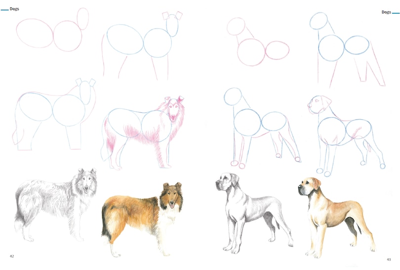 Sample content 4_How to Draw Animals in Simple Steps