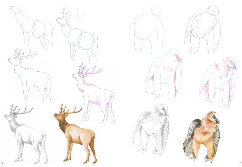 Sample content 2_How To Draw Mountain Animals In Simple Steps