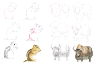 Sample content 4_How To Draw Mountain Animals In Simple Steps